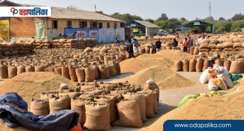 बोलकबोल मार्फत पर्सा र सुनसरीमा नयाँ धानको कारोबार