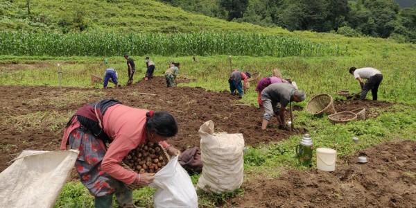 आलु ओसार्न दोरम्बाबासीका खेत–खेतमा ट्रक 