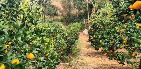 पकेट जोनका लोभलाग्दा सुन्तला र जुनार, २० करोड कमाउने लक्ष्य 