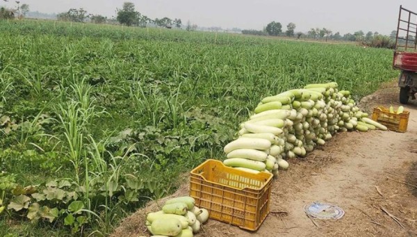 आहा ! कामेश्वर सहनीको तरकारी तरक्की 