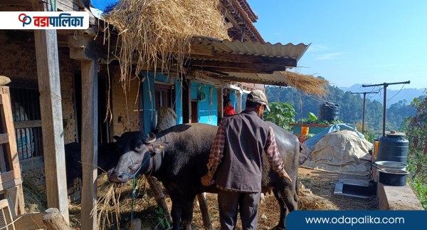 पशुपालनलाई प्रोत्साहन गर्न इटहरीमा भैँसी प्रतियोगिता 