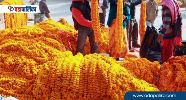 तिहारमा लगाएको माला ओइलाएपछि के गर्नुहुन्छ ? फूलप्रसादलाई दिएर धुप लिने कि !