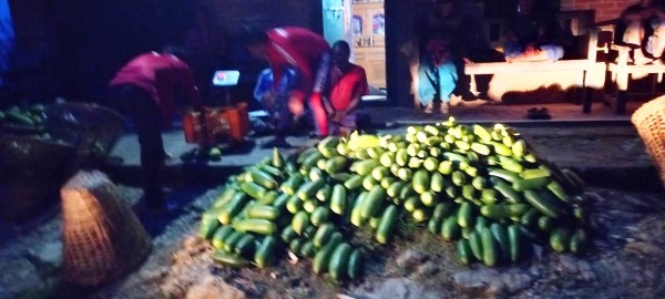 व्यावसायिक काँक्रा खेतीमा खाँडादेवीका कृषक, लाखौँको आम्दानी 