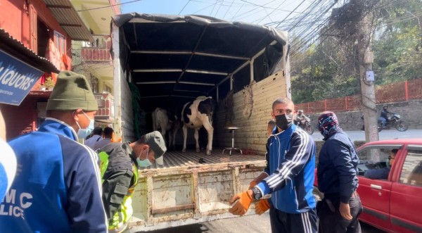 काठमाडौँका सडकका गाईबाच्छा अब दक्षिणकालीमा व्यवस्थापन 