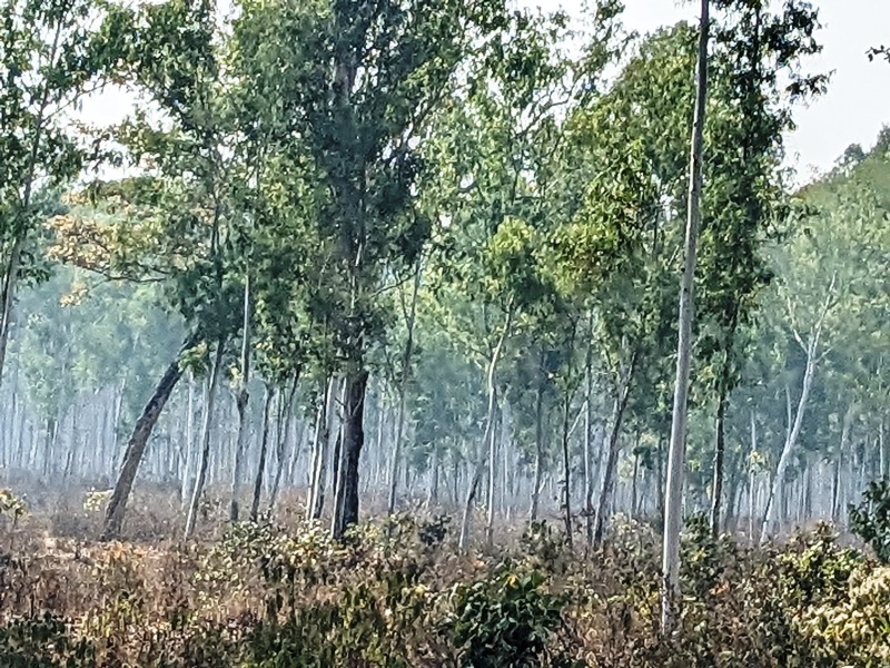 मधेसका मसलाः मरुभूमिको जोखिम, मास्ने अभियानमा स्थानीय सरकार