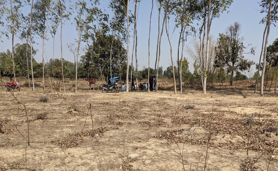 सार्वजनिक जग्गा हडपेर काटियो ६०० रुख, स्थानीय सरकार माैन