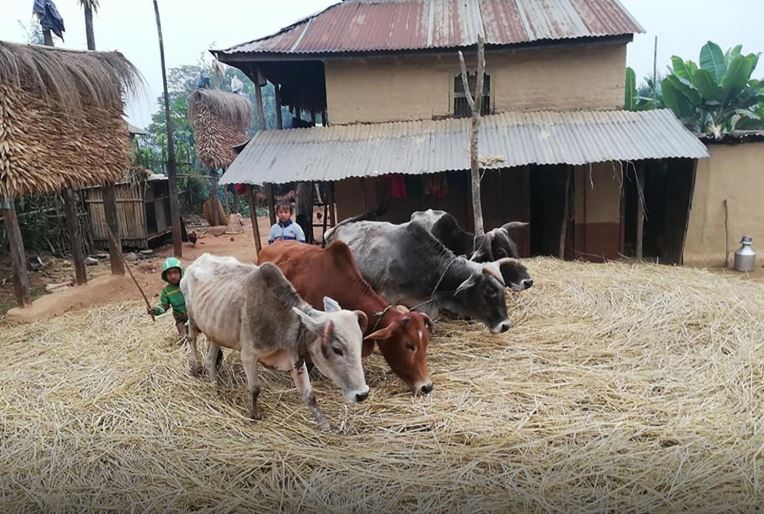 पोखरा महानगरपालिकामा आज दाइँ महोत्सव,  यस्ताे छ तयारी