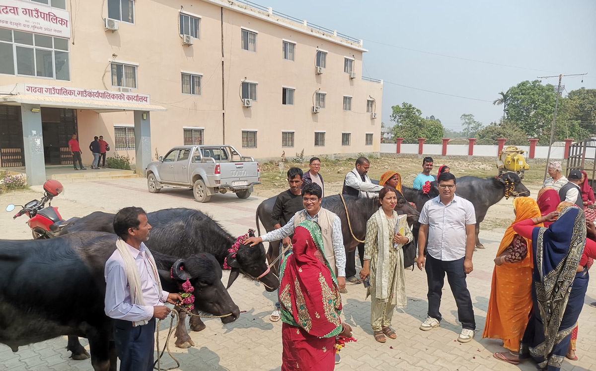 कृषकलाई गढवाले दियो अनुदानमा राँगा