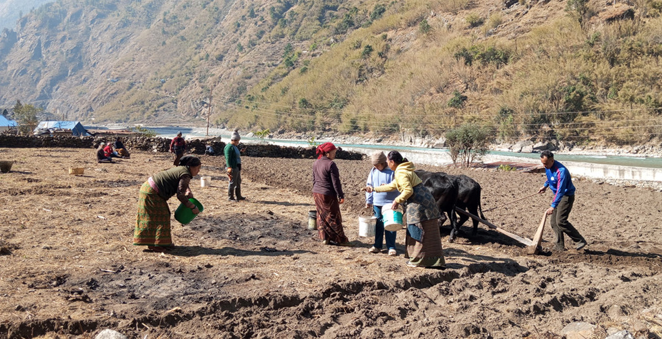 मनाङमा खाद्य उत्पादनसँगै बढ्यो क्षेत्रफल पनि 