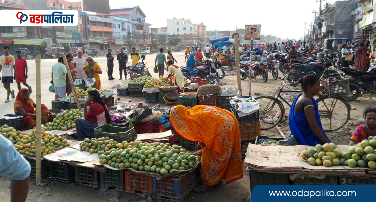 यसपालि लहानको माल्दा आँप अनलाइनमा किन्न पाइने, नगरपालिकाले सुरु गर्यो प्रक्रिया