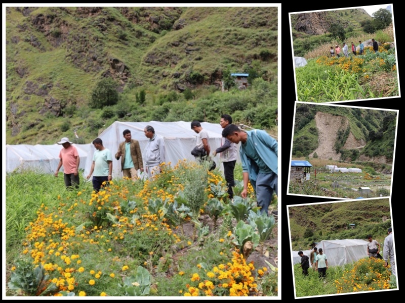 बाँझो फोडेर तरकारी फलाउँदै छन् मुगुम कार्मारोङ गाउँपालिकाका कृषक 