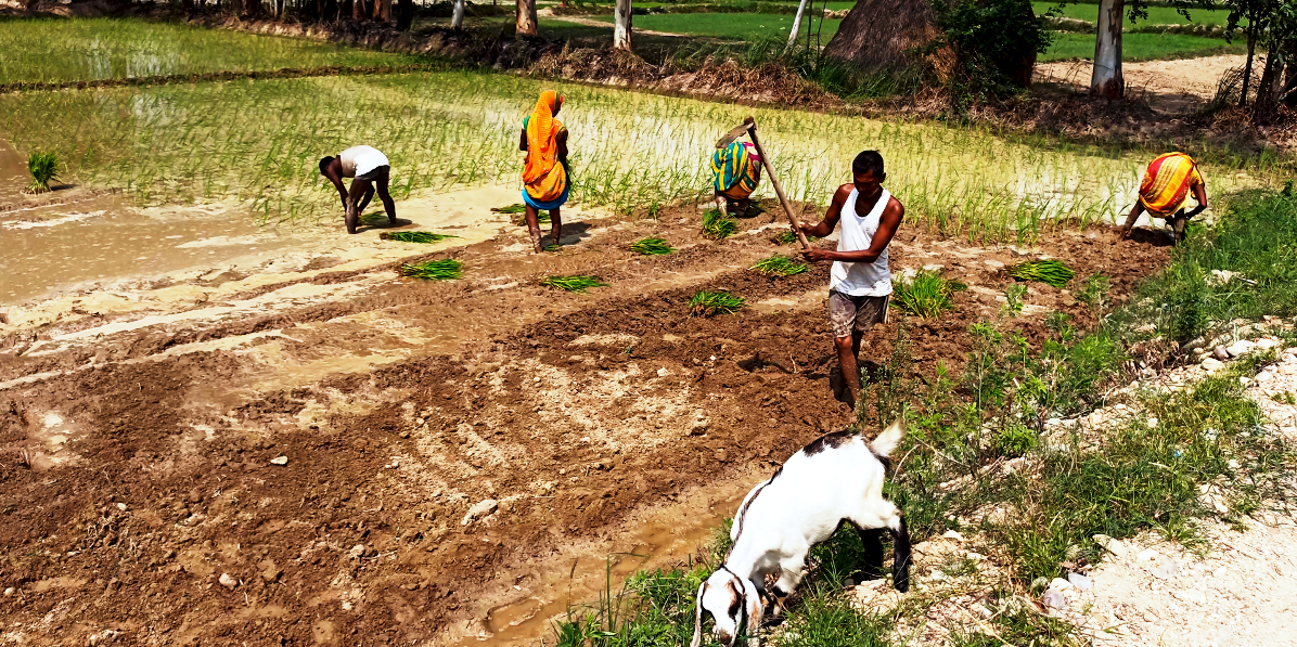 लाठे जति खाडी, खेतबारी सबै खाली