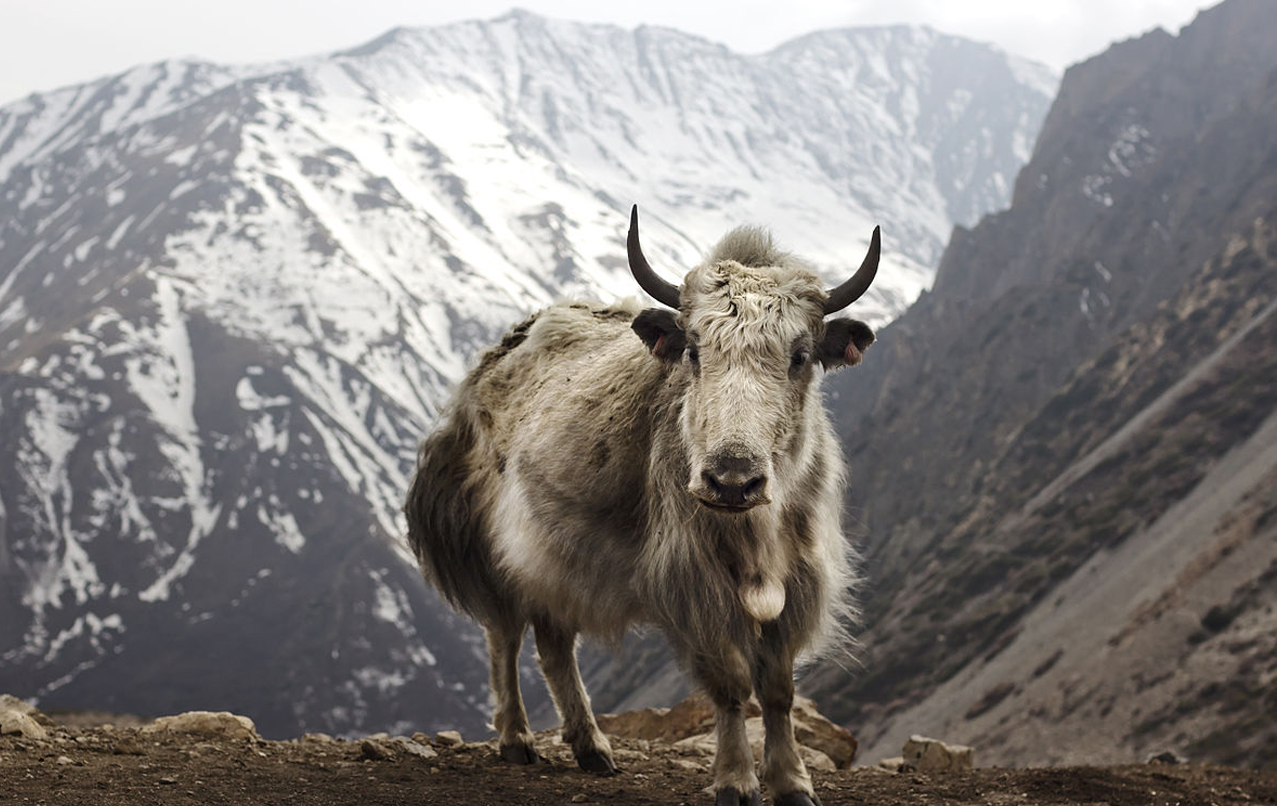 हाडनाताबाट जन्मने याकचौँरीमा समस्या : नश्ल सुधारका लागि स्याङबोचेबाट मनाङ लगियो ब्याड याक